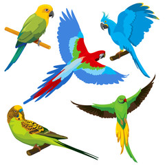 Cartoon parrots, tropical birds vector set