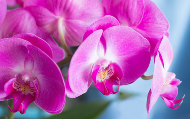 Fototapeta na wymiar orchid.