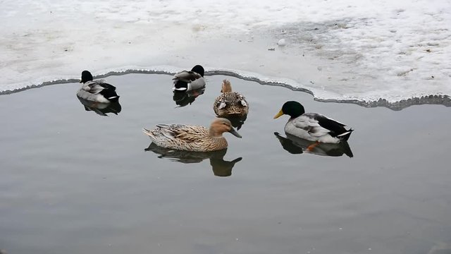 Group of five ducks swimming in the frozen pond.