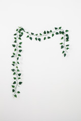 branch of ivy