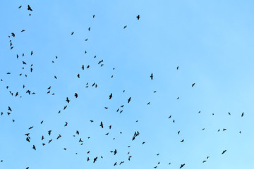 A flock of crows in the blue sky