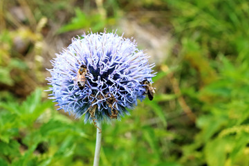 Thistle flower and bees