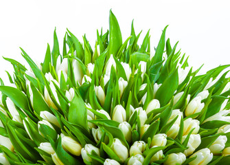 beautiful white tulips on white