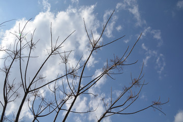 Dead Branch under the Blue Sky