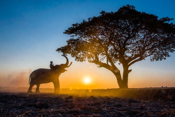 The silhouette of a person riding an elephant and trees at the sunset time