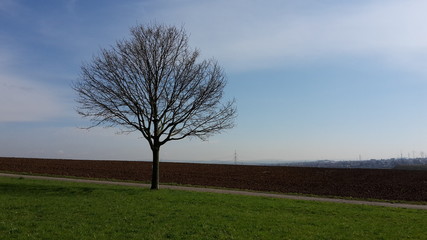 Obraz premium kahler Baumauf grünem Gras vor hellblauem Himmel