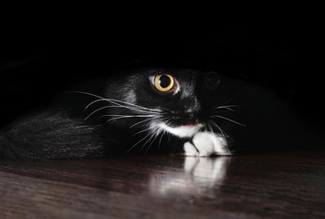 black cat on dark background