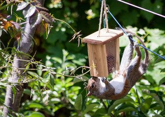 Squirrel feeding on nuts