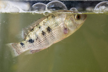 Livestock -  Breeding Tilapia fish on fish tank