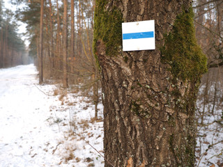 Way marker on a pine tree in a winterly forrest, Germany 2017