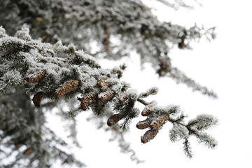 Äste mit Tannenzapfen im Winter