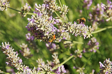 Bee pollinating in lavender