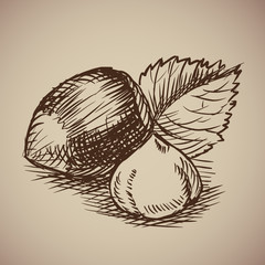Hazelnut in sketch style.  Illustration. Drawn by hand. Vintage nuts.