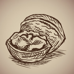 Walnut in sketch style. Illustration. Drawn by hand. Vintage nuts.