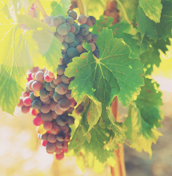  Bunch Of Grapes At Vineyards Plant