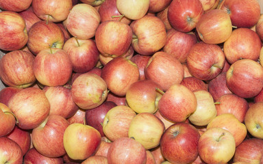 Apples Gala rubbish. Apples in large quantities scattered in the drawer.