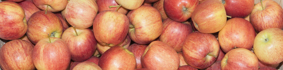 Apples Gala rubbish. Apples in large quantities scattered in the drawer.