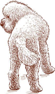 Sketch Of A Watching Poodle