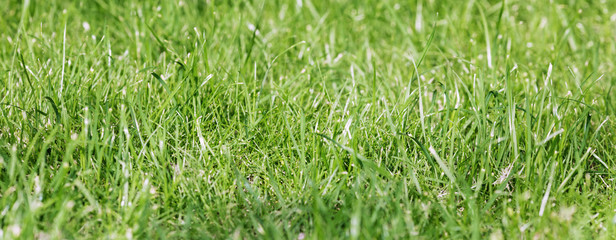 Grass lawn