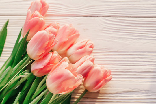 beautiful pink tulips on white rustic wooden background. tender view of spring flowers in soft morning sunlight with space for text. hello spring. blogging concept