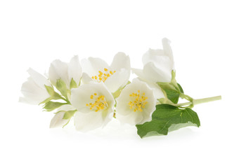 Jasmine flower isolated on white