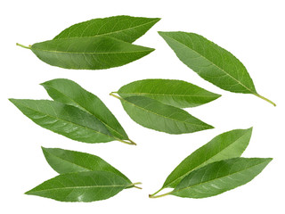 Peach leaves isolated on white background