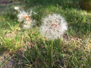 Fototapeta premium Garten Kräuter, Beeren, Blüten, Pusteblume, Schirmchen