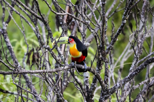 Red breasted toucan sitting on a branch in Atlantic forest, Itatiaia, Brazil