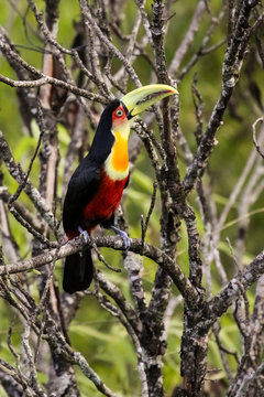 Close up of a Red breasted toucan sitting on a branch in Atlantic forest, Itatiaia, Brazil