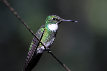 Close up of a White throated hummingbird, Itatiaia, Brazil