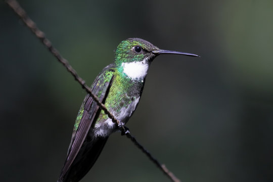 Close up of a White throated hummingbird, Itatiaia, Brazil