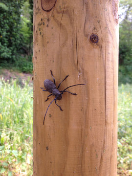 Insect Cerambycidae Prionus coriarius
