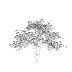 Aralia tree. Isolated on white background. Vector outline illustration.