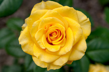 Yellow rose in the garden