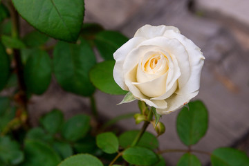 White rose in the garden