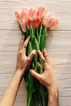 instagram photography blogging workshop concept. hands holding pink tulips in morning soft light on white rustic wooden background. flat lay spring. space for text
