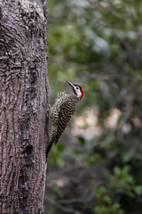 Green barred woodpecker at a tree trunk, Vale do Capao, Brazil 