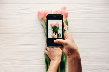 instagram photographer, blogging workshop concept. hand holding phone and taking photo of stylish flower flat lay. pink tulips on white wooden rustic background.space for text