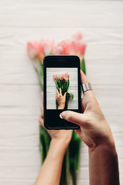 hand holding phone taking photo of stylish flower flat lay, pink tulips on white wooden rustic background. spring fresh mood. instagram blogging workshop concept. space for text