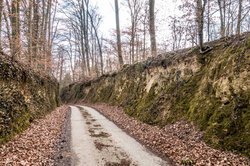 Fototapeta premium Hohlweg im Wald