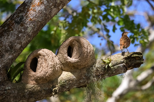 Clay nests of the Rufous hornero in a tree, Lagoa Encantada, Bahia, Brazil