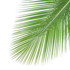 palme verte en coin de page blanche 