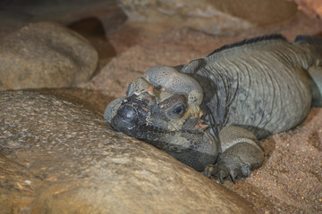 ein Nashornleguan liegt auf einem Felsen