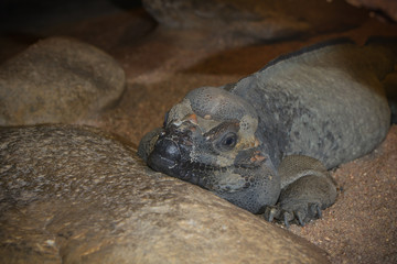 ein Nashornleguan liegt auf einem Felsen