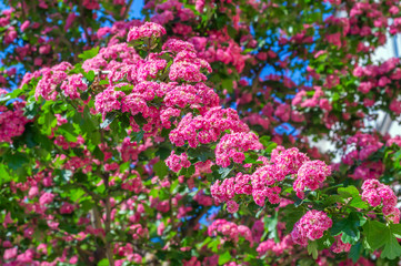 Obraz premium Pink blooming flowers tree branch spring background.