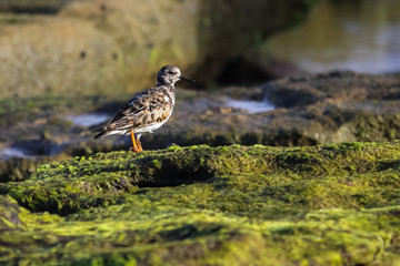 Ruddy turnstone standing on algae coated rock slab at the beach of Praia do Forte, Brazil