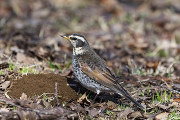 Obraz premium ツグミ(Dusky thrush)