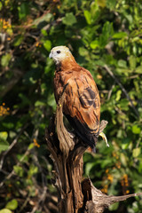 Close up of a Black collared hawk sitting on a dead tree trunk, Pantanal, Brazil