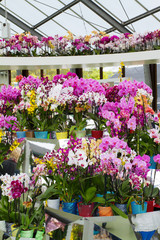 Fototapeta na wymiar Colorful orchids in flowerpots on flower show