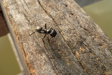 Small Black ant sitting on a wodden handrail, Pantanal, Brazil